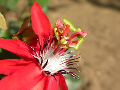 Passiflora miniata