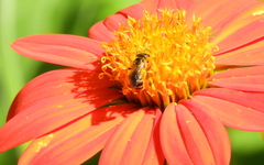 Halictus poeyi