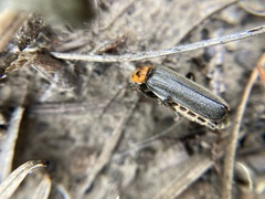 Cyrtomoptera