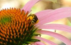 Halictus poeyi