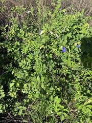 Clitoria ternatea ternatea