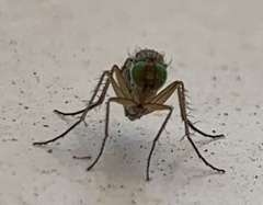 Poecilobothrus nobilitatus