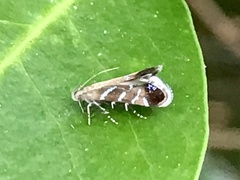 Strobisia proserpinella