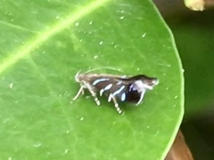 Strobisia proserpinella