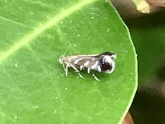 Strobisia proserpinella