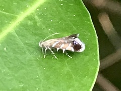 Strobisia proserpinella