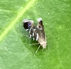 Strobisia proserpinella