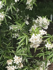 Choisya ×dewitteana