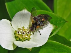 Blera nigra