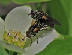 Blera nigra
