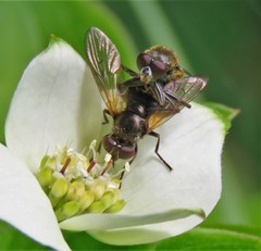 Blera nigra
