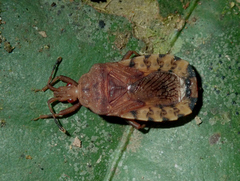Hesus acuminatus