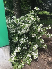 Choisya ×dewitteana