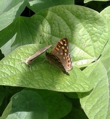 Pararge aegeria aegeria