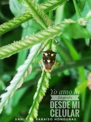 Mormidea pama