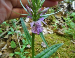 Dactylorhiza saccifera