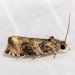 Olethreutes appendiceum