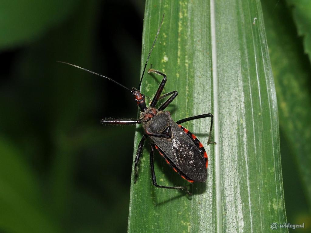 Rhynocoris marginellus from 香港 on June 2, 2022 at 11:52 AM by wklegend ...