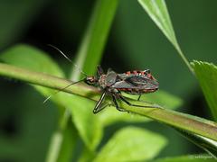 Rhynocoris marginellus