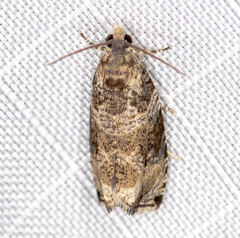 Olethreutes appendiceum