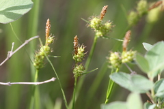 Carex torreyi