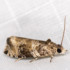 Olethreutes appendiceum