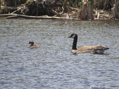 Branta canadensis