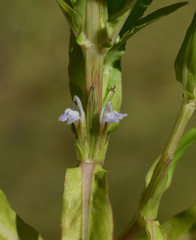 Hygrophila angustifolia