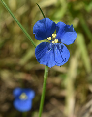 Commelina agrostophylla