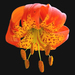 Lilium pardalinum pardalinum - Photo (c) James Gaither,  זכויות יוצרים חלקיות (CC BY-NC-ND)