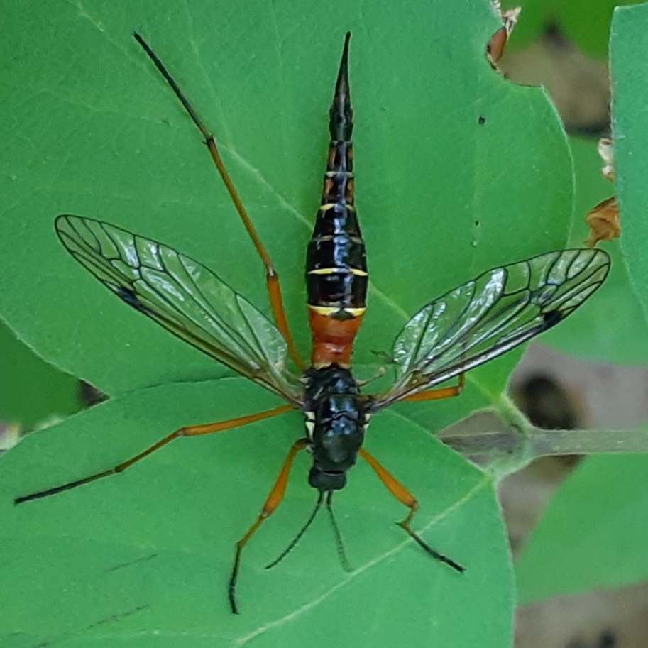 Antlered Crane Fly