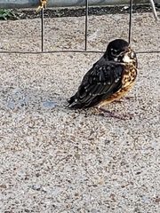 Turdus migratorius