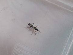 Tachydromia umbrarum