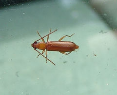 Smodicum cucujiforme