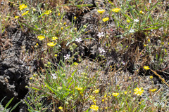 Hesperolinon congestum