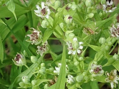 Microbotryum stellariae