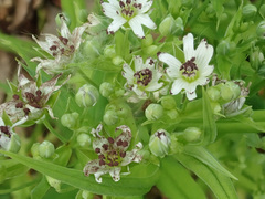 Microbotryum stellariae