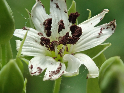 Chickweed Anther Smut