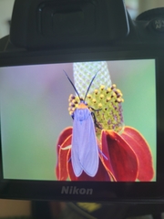 Cisseps fulvicollis