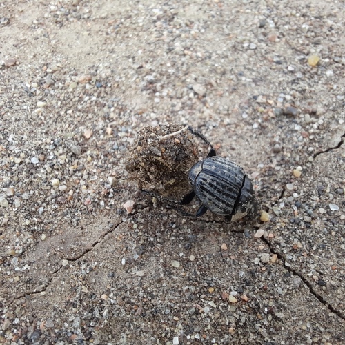 Scybalophagus lacordairei