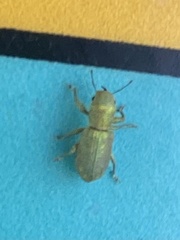 Pandeleteinus submetallicus