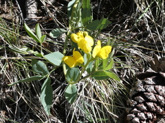 Thermopsis divaricarpa