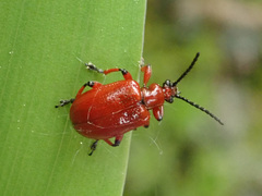 Lilioceris merdigera