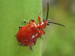 Lilioceris merdigera