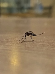 Aedes aegypti