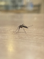 Aedes aegypti