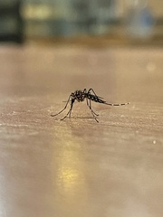 Aedes aegypti