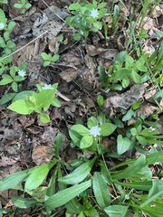 Lysimachia europaea