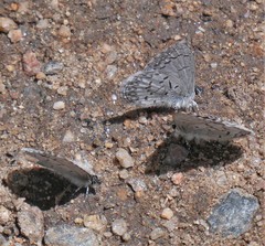 Celastrina echo sidara