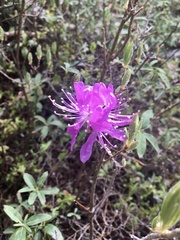 Rhododendron canadense